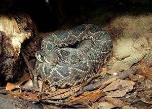 Eastern Diamondback Rattlesnakes