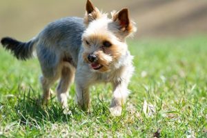 What is a normal amount of shedding?