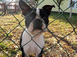 Con: PetSafe's In-Ground Fences don't block nosy neighbors