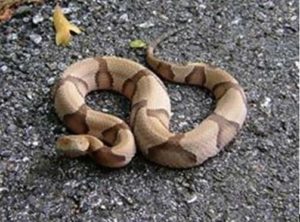 Copperhead