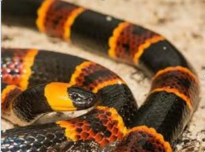 Coral Snakes