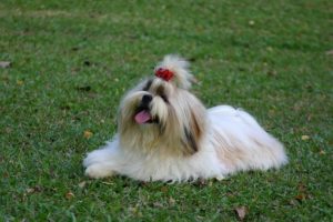 Shih Tzu Price