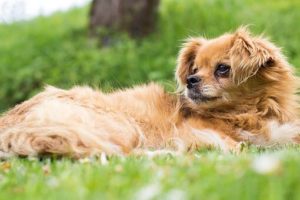 Sun Safety Tips for Dogs
