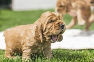 Topical Flea Prevention 