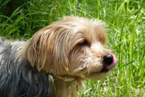 Medicines that are Safe [And Unsafe] for Your Lactating/Nursing Dog