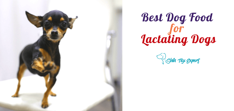 Best Dog Food for Lactating Dogs