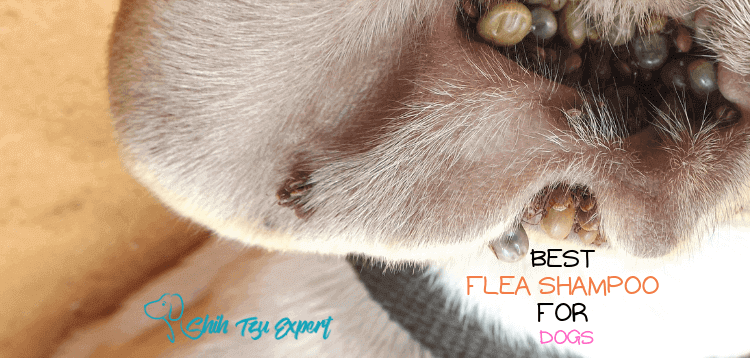 Best Flea Shampoos For Dogs