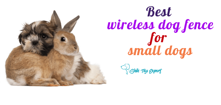 Best wireless fence for small dog for small dogs