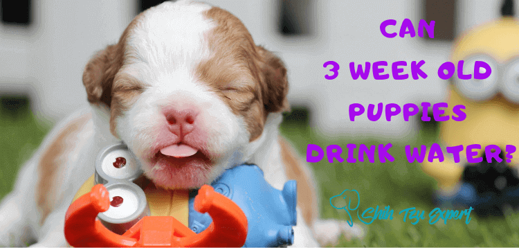 Can 3 week old puppies drink water?