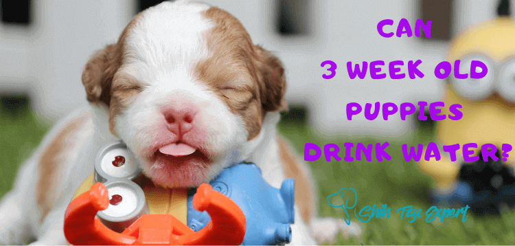 can a 5 week puppy drink water