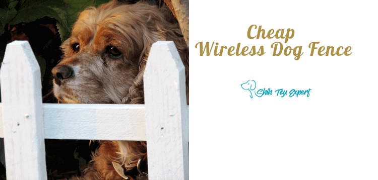 Cheap Wireless Dog Fence