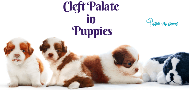 Cleft Palate in Puppies