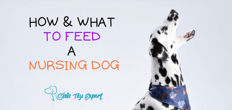 HOW & WHAT TO FEED A NURSING DOG