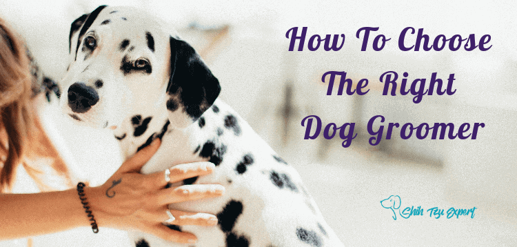 How to Choose the Right Dog Groomer