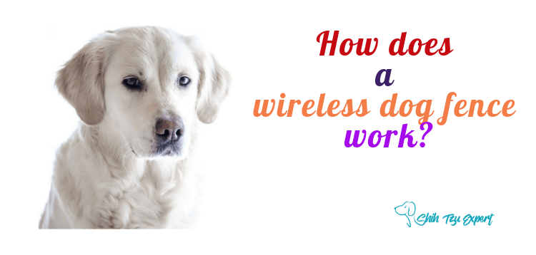 How does a wireless dog fence work?