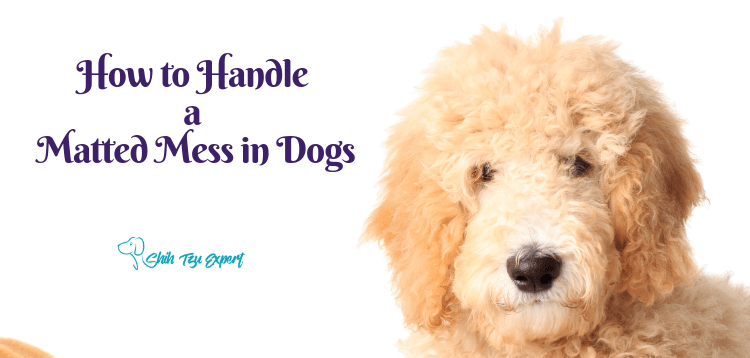 How to Handle a Matted Mess in Dogs