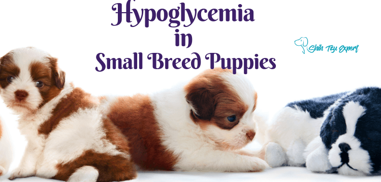 Hypoglycemia in Small Breed Puppies