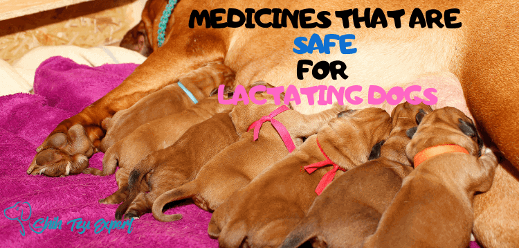 Medicines that are Safe [And Unsafe] for Your Lactating/Nursing Dog