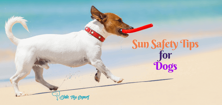 Sun Safety Tips for Dogs : Easiest Way to Protect Your Pup