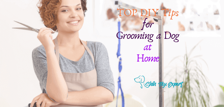 TOP DIY Tips for Grooming a Dog at Home For Saving Money & Bonding with your Pup