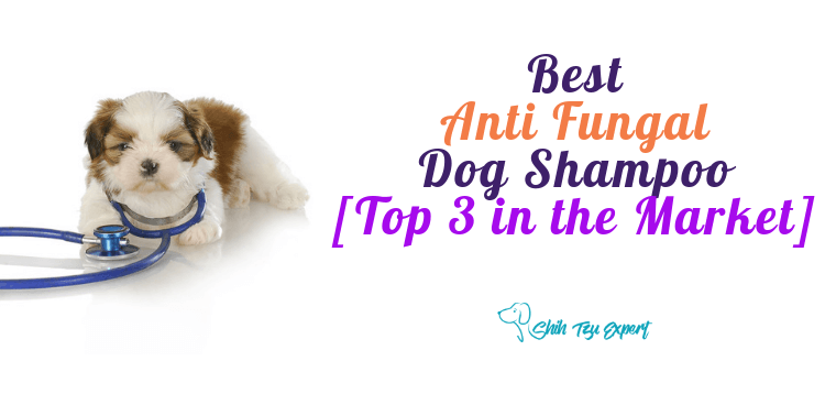 The Best Anti Fungal Dog Shampoo [Top 3 in the Market]