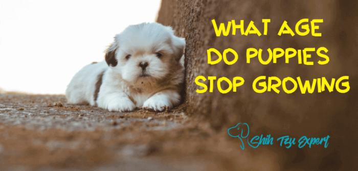 what-age-do-puppies-stop-growing-learn-all-about-it-here