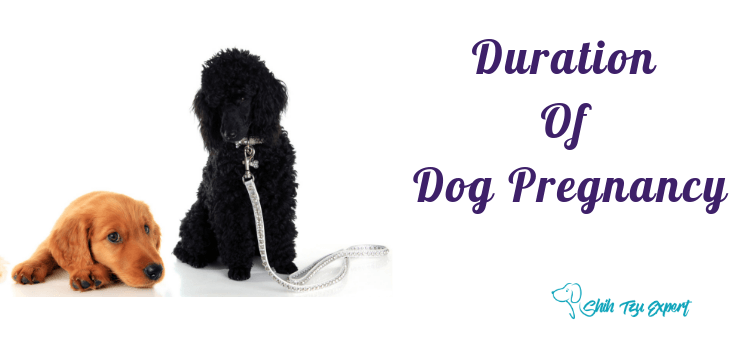 What is The Duration of Dog Pregnancy