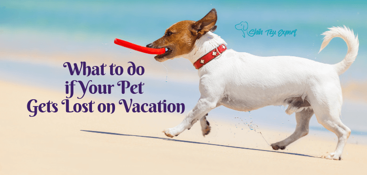 What to do if Your Pet Gets Lost on Vacation