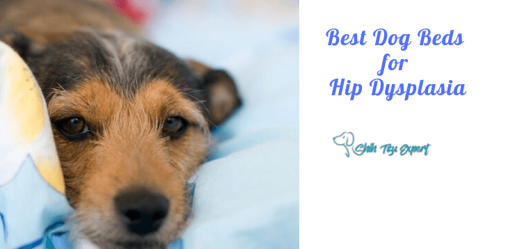 Best Dog Beds for Hip Dysplasia