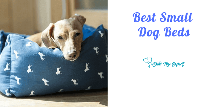 Best Small Dog Beds
