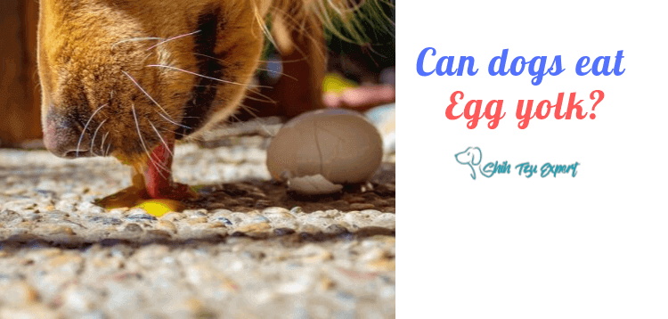 Can dogs eat egg yolk?