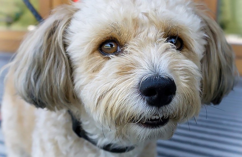 Best Retractable Dog Leash Shih Tzu Expert