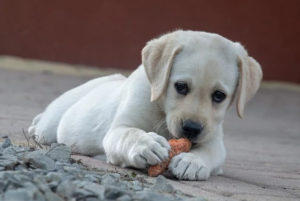 Best Tetherball for Dogs