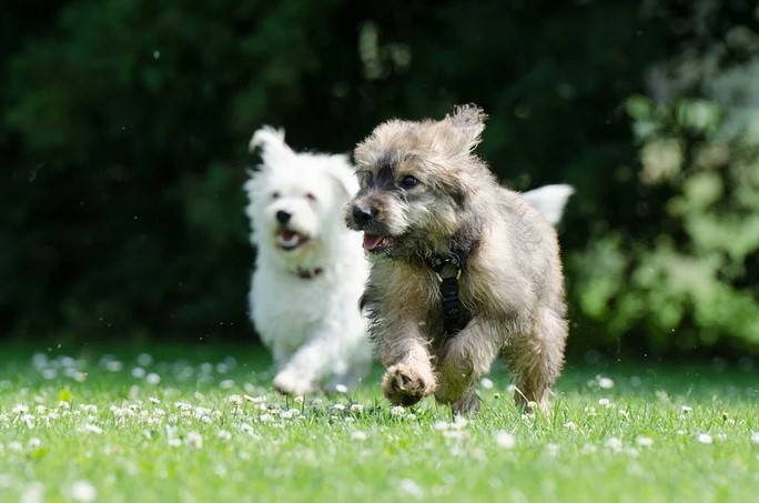 PetSafe Stay + Play vs PetSafe Free to Roam PetSafe Stay + Play vs PetSafe Free to Roam