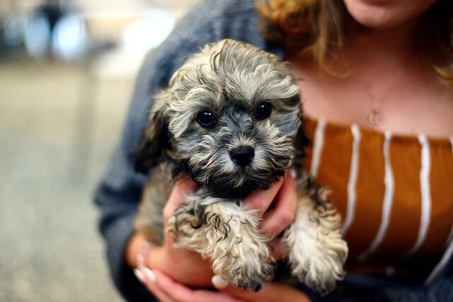 Shih Tzu Poodle mix [Your complete guide to Teddy bear dog | Shih Poo | Shoodle or Pooshi]