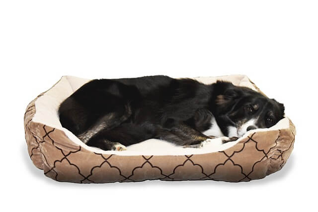 How Dirty Are Dog Beds?