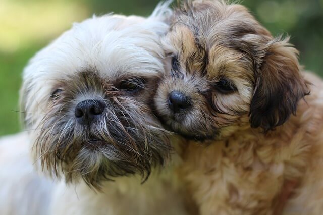 Shih tzu mixed breeds [Which Shih Tzu Cross Breed is Right for You?]