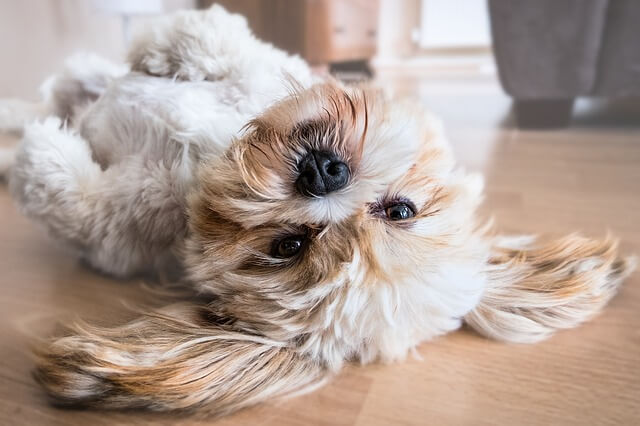 Should Dogs Sleep On The Floor?