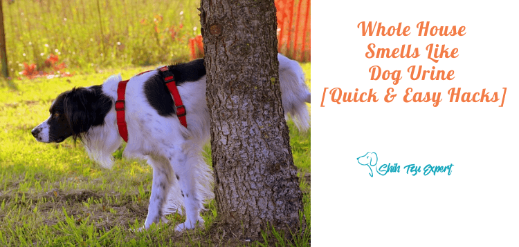 Whole House Smells Like Dog Urine [Quick & Easy Hacks]