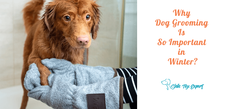 Why Dog Grooming Is So Important in Winter?