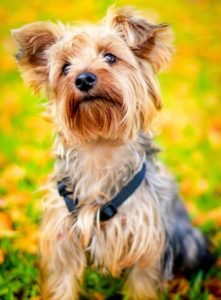 Best Brush for Yorkie