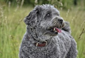 Best Heavy Duty Dog Door