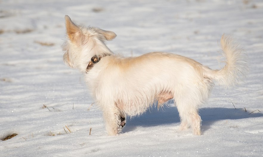 Best Dog Door for Cold Weather Shih Tzu Expert