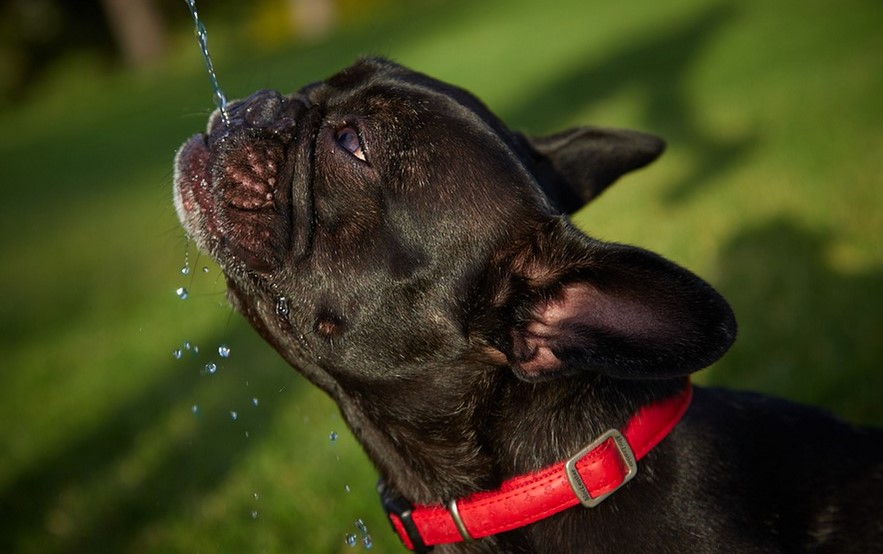 Best LED Dog Collars Shih Tzu Expert