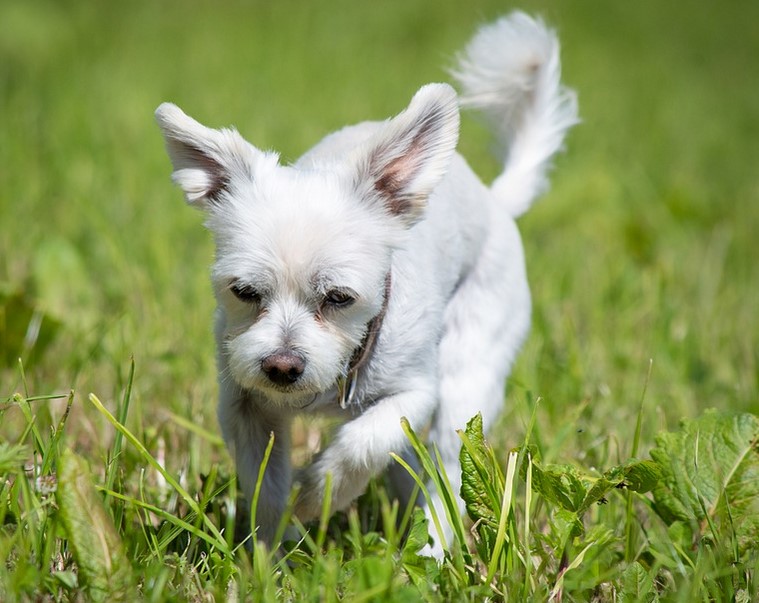 How to Secure Pet Doors from Intruders Shih Tzu Expert