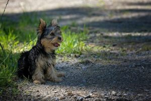 Patio Pacific Endura Flap Wall Mount Pet Door Review