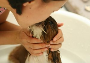 Puppy’s First Grooming