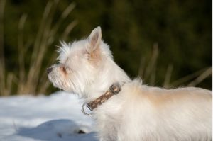 Why Dog Grooming Is So Important in Winter?