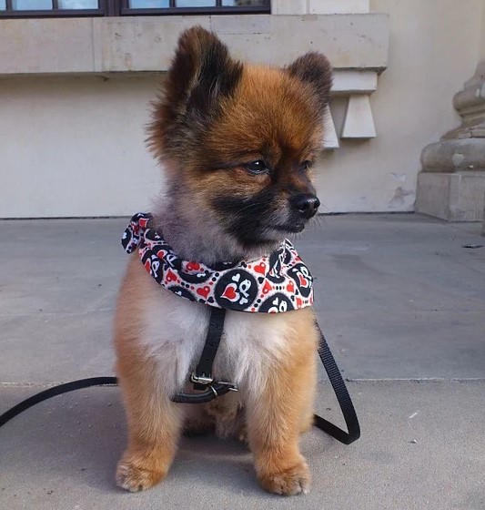 Best LED Dog Collars Shih Tzu Expert