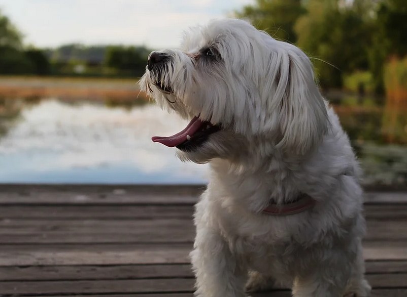 Perfect Pet All Weather Energy Efficient Dog Door Shih Tzu Expert